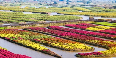 江蘇興化:千垛菊花開 水鄉(xiāng)秋意濃