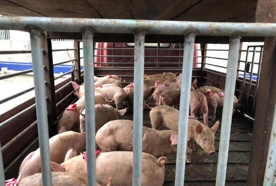 財迷心竅 養(yǎng)殖場技術(shù)員偷了28只小種豬