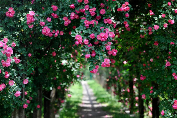 湖熟新農(nóng)村 奮斗再出發(fā)丨楊柳湖社區(qū):以紅色傳承 助魅力楊柳