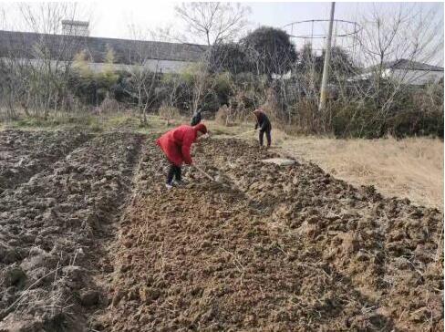 “常青菜園”柏樹(shù)村殘疾人農(nóng)療服務(wù)基地掛牌開(kāi)園
