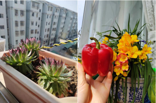 青源社區(qū)：居家齊抗疫，多彩生活共創(chuàng)造